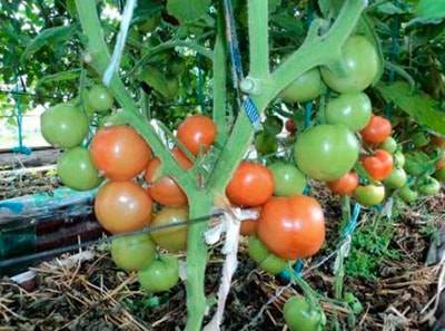 Низкорослые томаты высокой урожайности