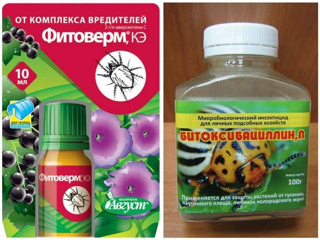Какие средства от колорадского жука выбрать – обзор популярных препаратов