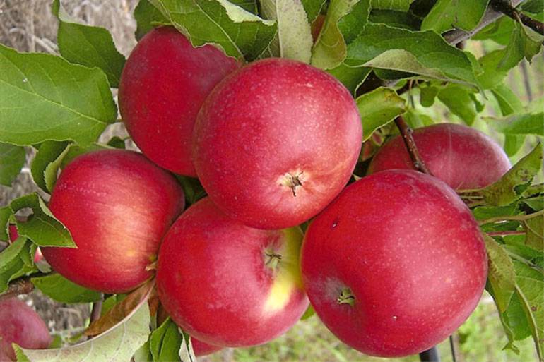 Описание и характеристики яблонь сорта августа, выращивание, посадка и уход