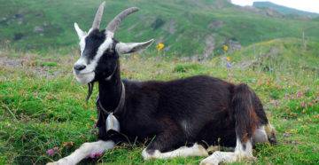 Содержание и уход за альпийскими козами
