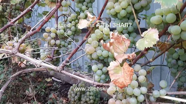 Как укрыть молодой виноград на зиму