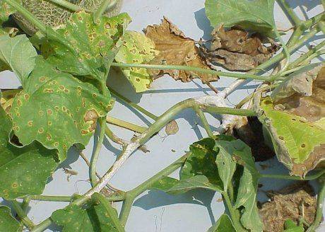 Пятна на листьях огурцов: причины заболевания растения