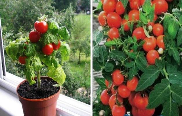 Сорт томата «жемчужина красная»: фото, отзывы, описание, характеристика, урожайность