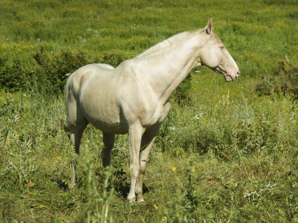 Изабелловая масть лошадей: виды и породы