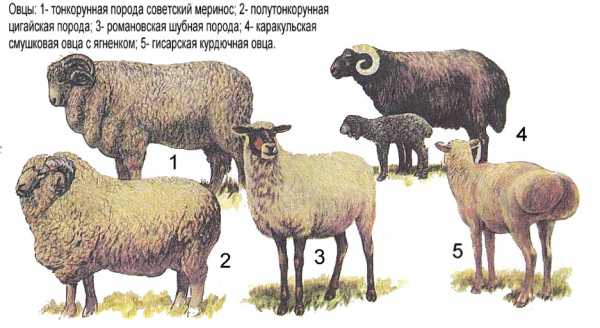 Такие разные породы овец