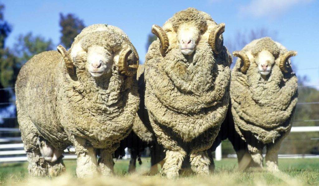 Сколько лет в среднем живут овцы в домашних условиях и в дикой природе