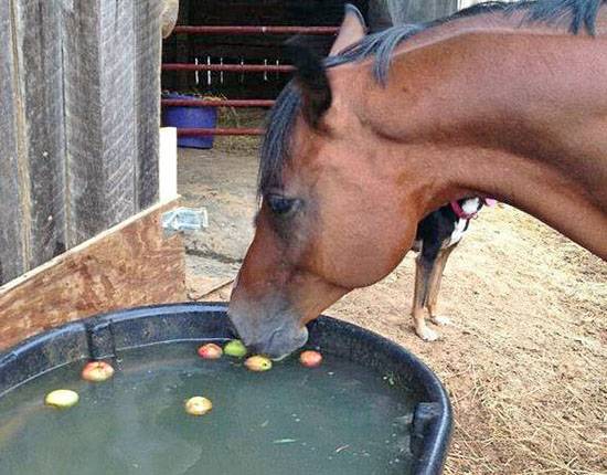 Особенности кормления и ухода за лошадьми