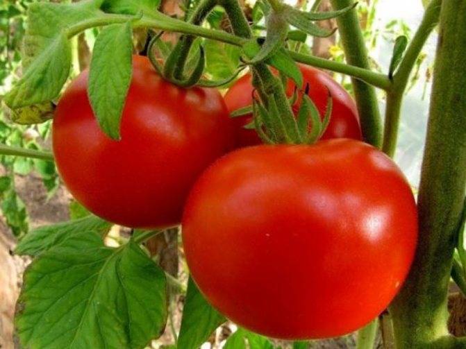 Разновидности томат «андромеда f1»