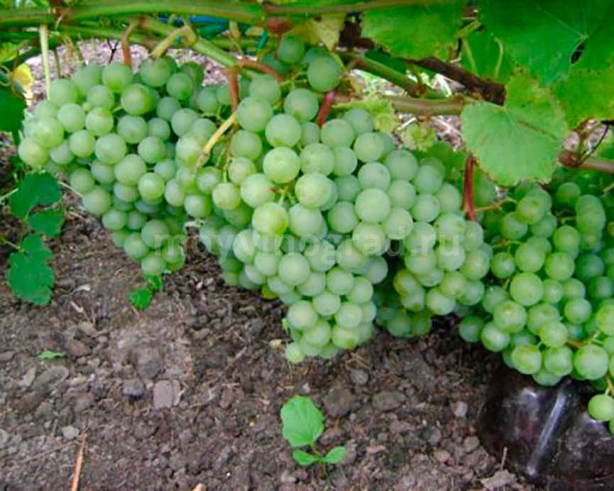 Виноград краса никополя: описание сорта, фото и отзывы садоводов
