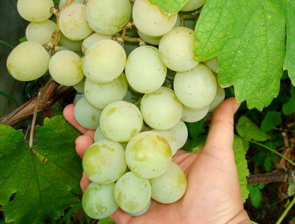 Особенности выращивания раннего столового винограда забава