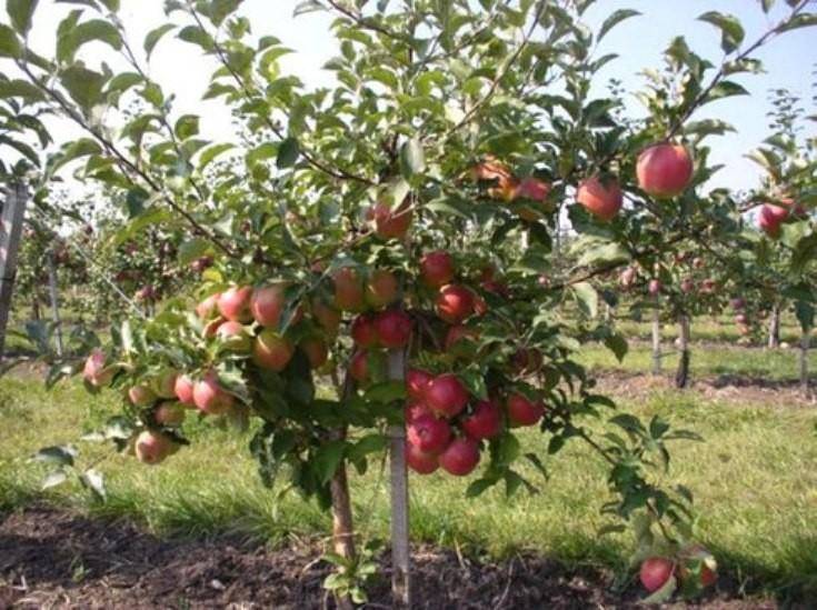 Описание и характеристики яблони сорта Флорина, правила посадки и ухода