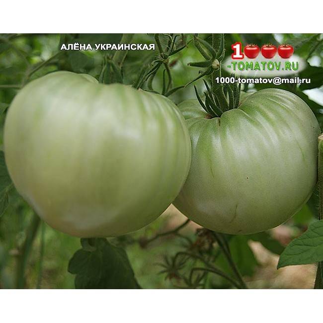Устойчивый к жаре и холодам томат «белый налив»: описание и характеристика сорта, особенности выращивания помидоров