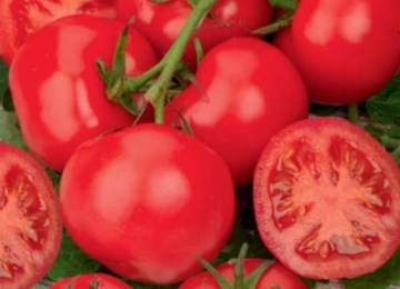 Сорт томатов «дубрава» или «дубок»