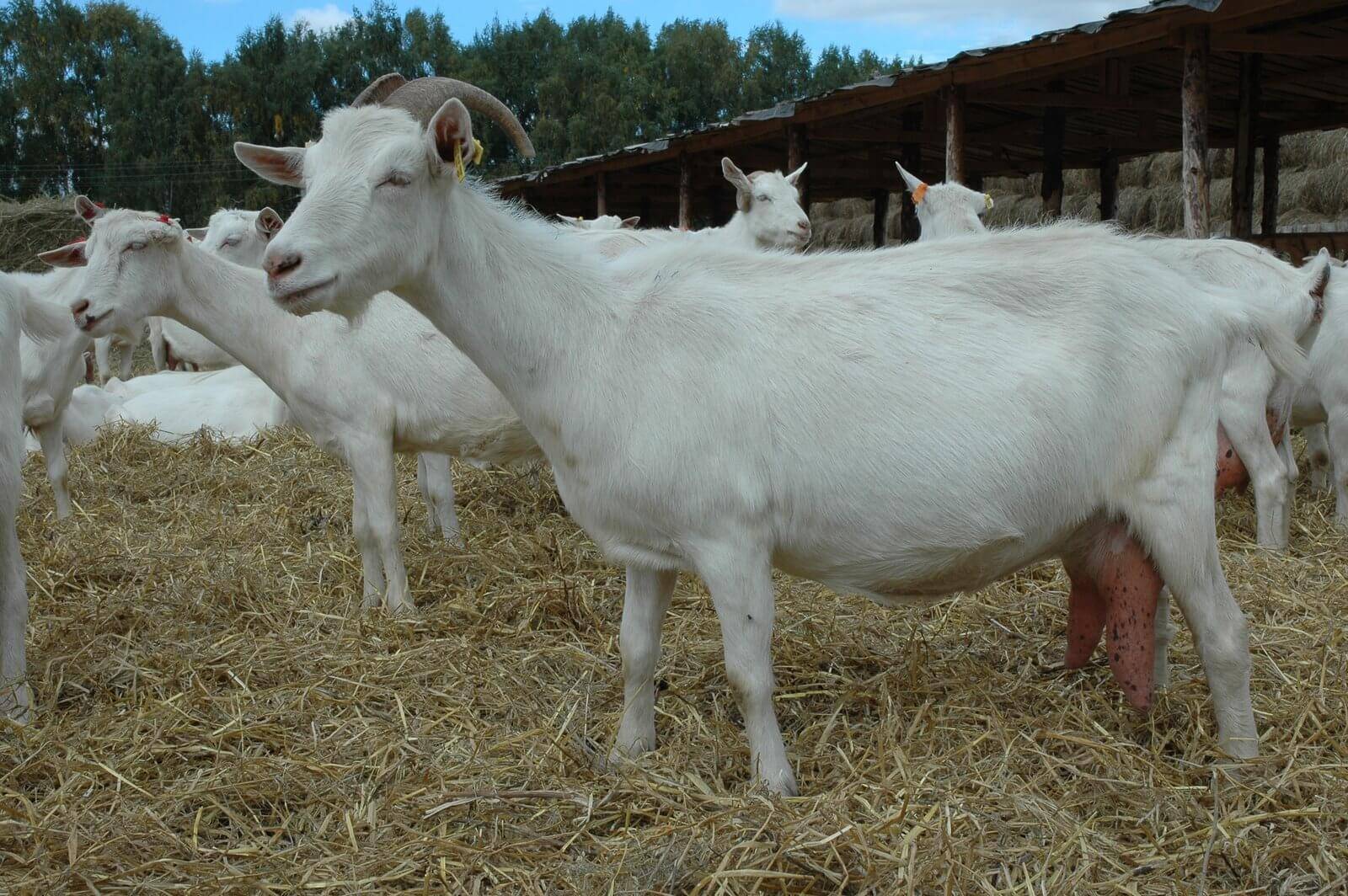 Русская белая коза: описание, характеристики и условия содержания породы