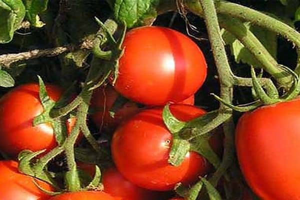 Лучшие и самые урожайные сорта помидоров для сибири в теплице