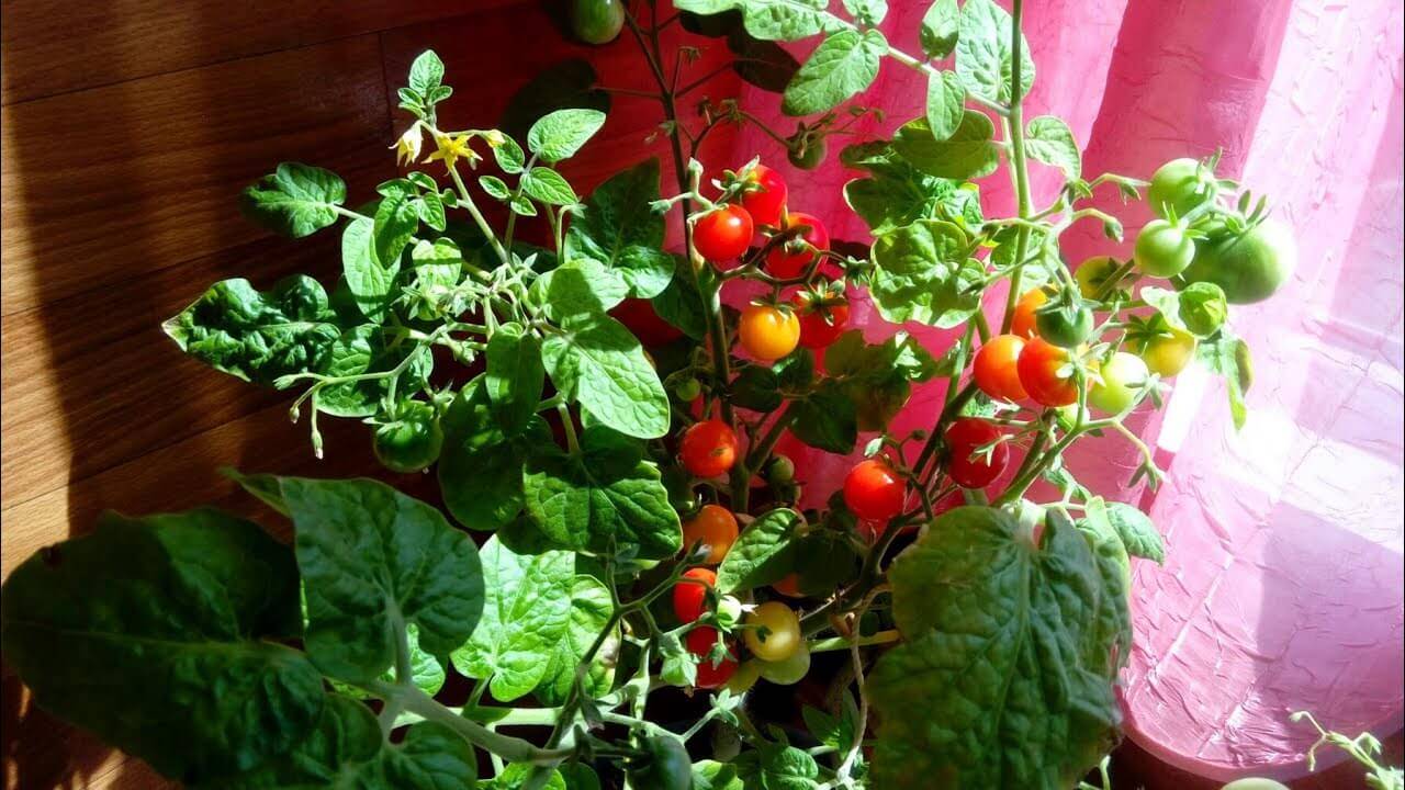 Грибное лукошко — томатный экзот из сибири