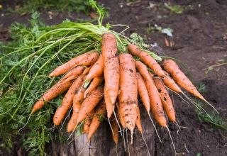 Морковная ботва: лечебные свойства, противопоказания, лекарственные, косметические и кулинарные рецепты