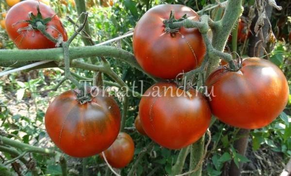 Характеристика и описание сорта томата Сахар коричневый, урожайность