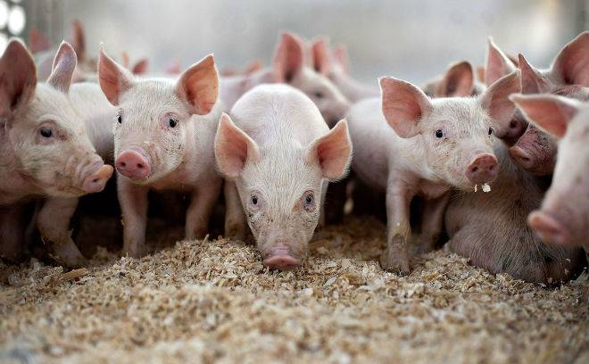 Плюсы и минусы использования подстилки для свиней с бактериями