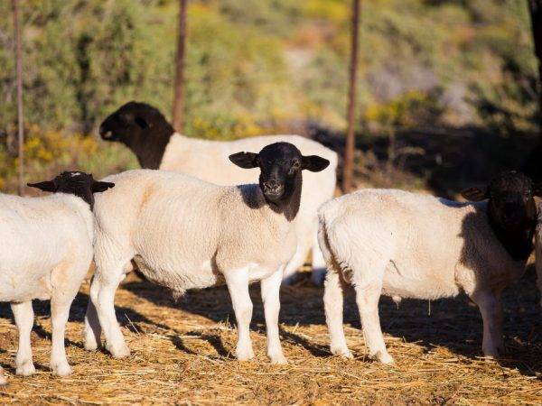 Описание мясных пород овец в россии — познаем в общих чертах