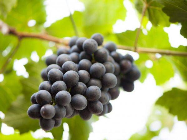 Как подготовить виноград к зиме, правильные способы укрытия и утепления