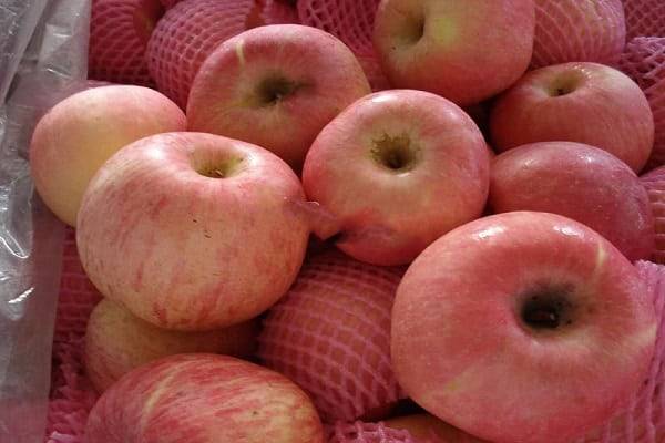 Характеристика cорта яблок белый и розовый налив