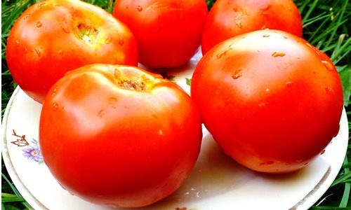 Описание сорта томата Миллионер, его характеристика и выращивание