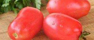 Томат янтарный кубок: отзывы об урожайности, характеристика и описание сорта, фото помидоров