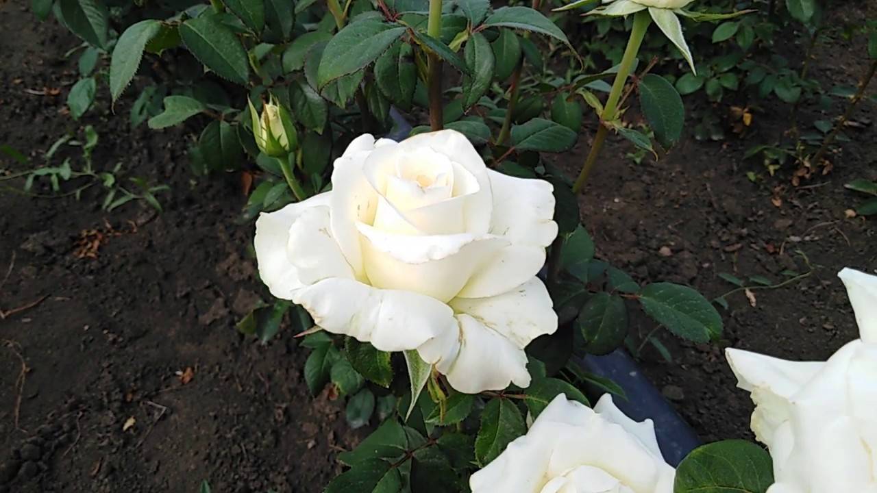 Описание чайно-гибридной розы сорта Версилия, технология выращивания