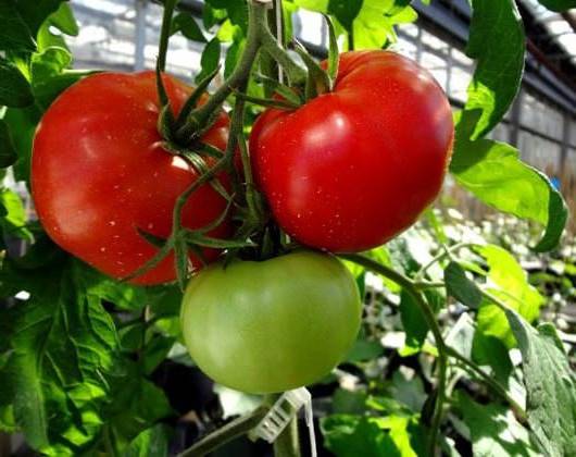 Характеристика и описание сорта томата Малиновое виконте, его урожайность