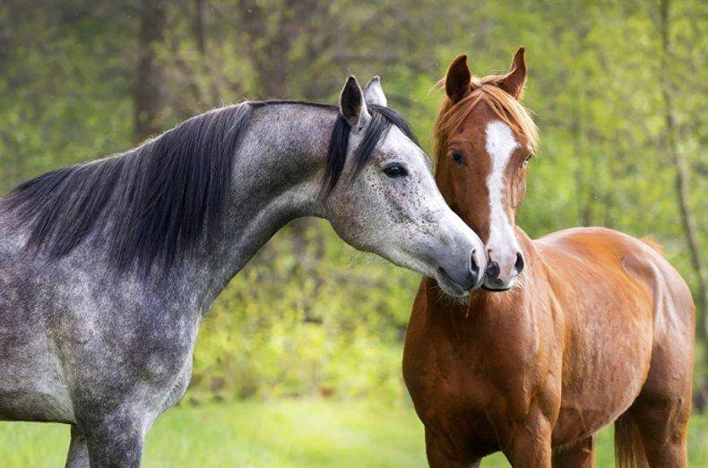 Самые популярные клички лошадей и пони