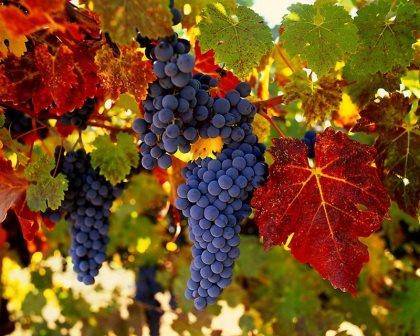 Амурский виноград: фото, посадка и уход