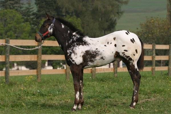 Лошадь Аппалуза: описание и характеристики породы, особенности содержания