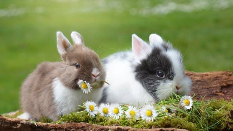 Популярные породы пуховых кроликов, правила их содержания и ухода