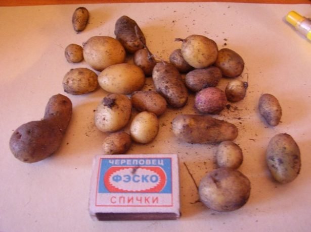 Описание и характеристика картофель сорта «розара»