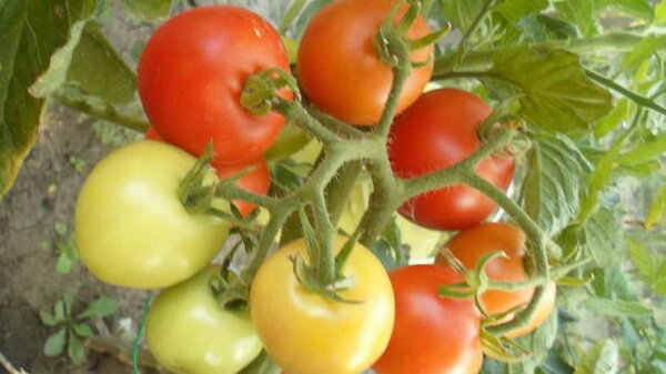 Лисичка томат отзывы