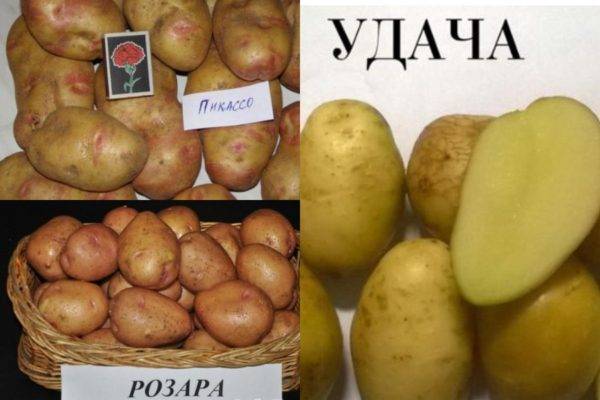 Сорт картофеля гулливер: описание и характеристика, отзывы