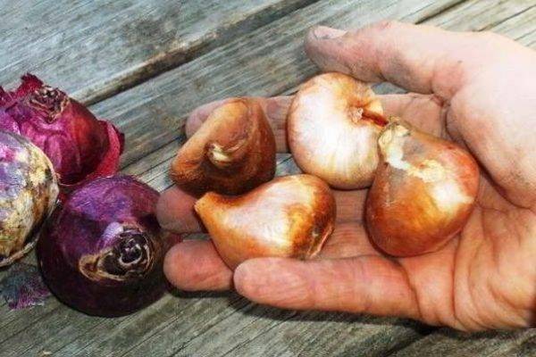 Хранение луковиц тюльпанов