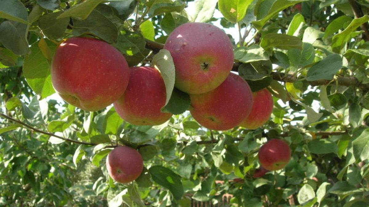 Нужно знать почему яблоня сбрасывает яблоки, чтобы понять что делать