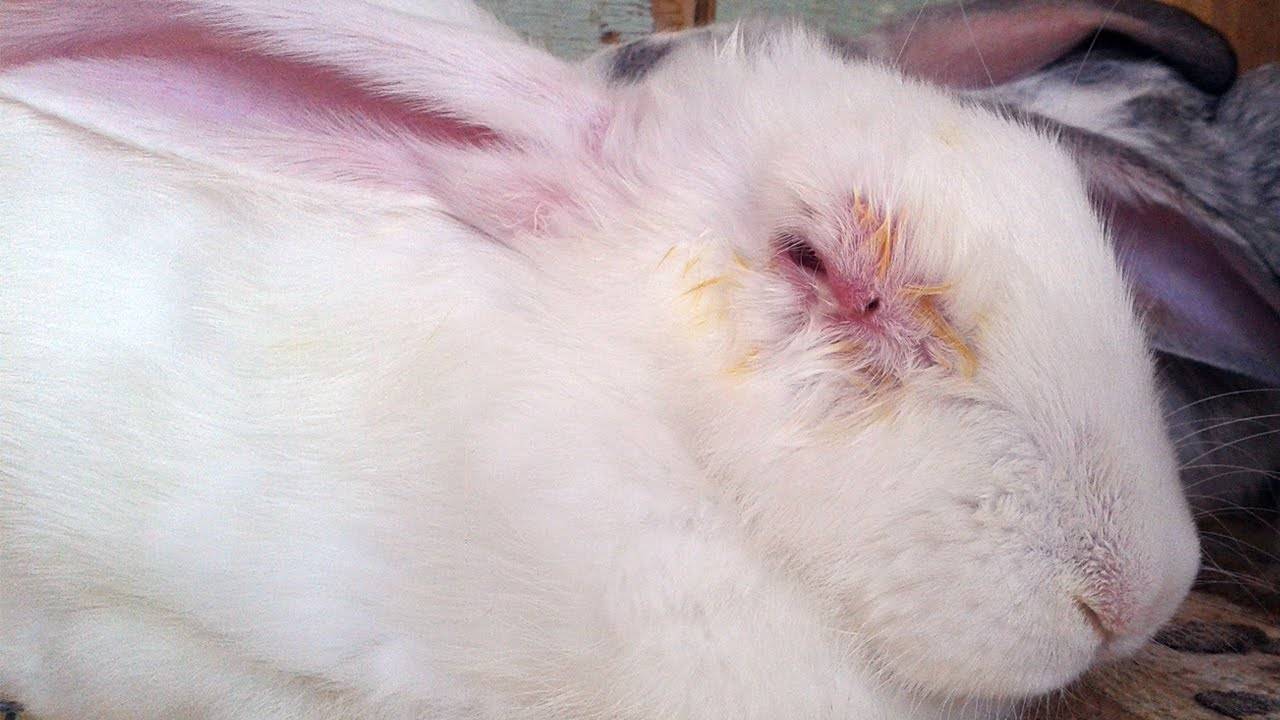 Запоры у кроликов: причины и лечение