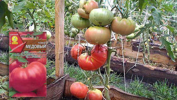 Вкусные и красивые помидоры адонис
