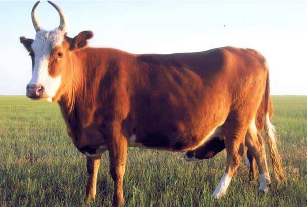 Калмыцкая порода коров – мясное скотоводство в россии