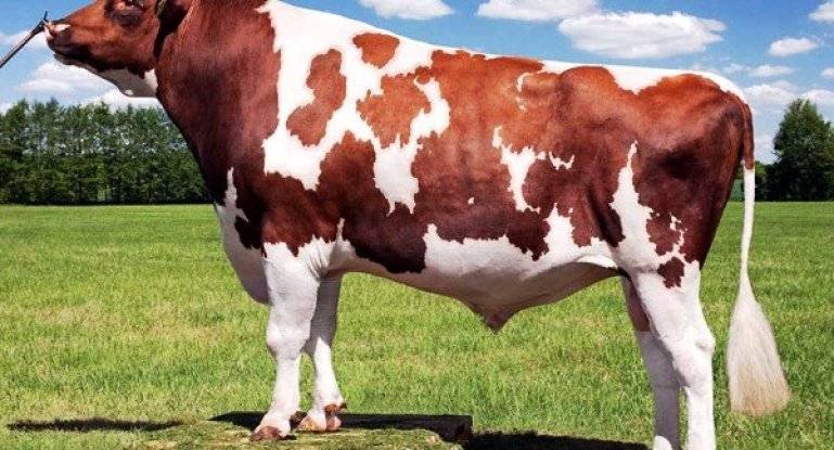 Красная степная порода – выносливые молочные коровы