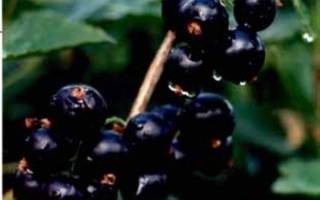 Выращивание красной смородины – пошаговая инструкция