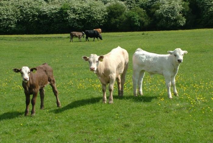 Правила введения витаминов для скота в основной рацион, нормы для разных видов коров