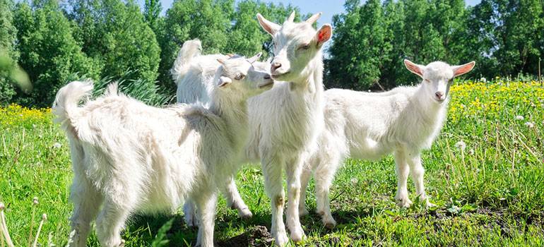 Как правильно лечить козу от поноса: особенности лечения