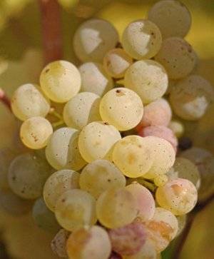 Описание и история сорта винограда заря несветая, выращивание и уход
