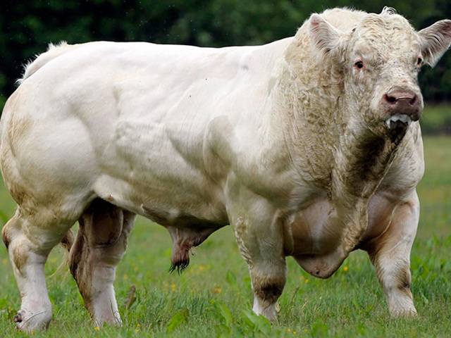 Характеристики накаченных быков бельгийской голубой породы