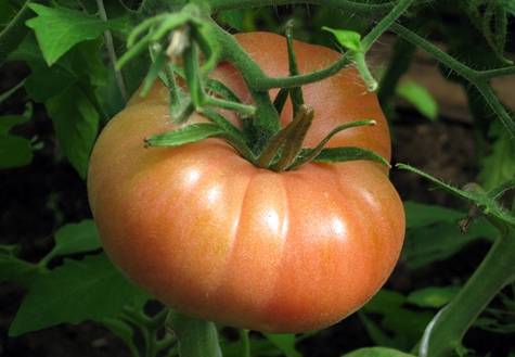 Толстые щечки томаты отзывы