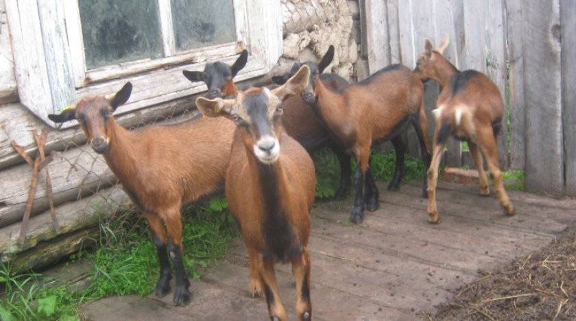 Альпийские козы: особенности породы и условия содержания